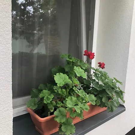 Mosoly Szallashely Guest house 2*